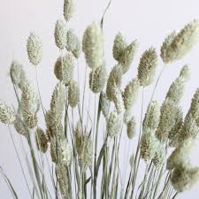 Image result for Phalaris