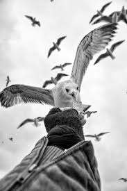 Seagulls And Cats Of The Symbols Of Istanbul Street Fotograf Hayvanlar Kus