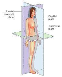 Runs horizontally from right to left, dividing body into superior and inferior parts. Body Planes And Sections Earth S Lab