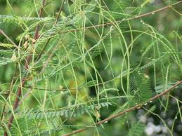 Image result for Sesbania sesban