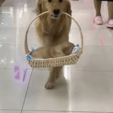 In many cases, breeders start training golden retriever puppies before they find their owner. Golden Retriever Proudly Clutches Her Newborn Baby Puppy While On A Stroll Gif Gfycat