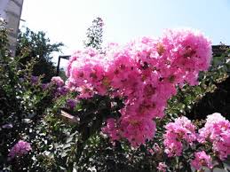 Image result for Psychotria sublyrata