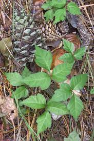 Tip Remember The Phrase Leaves Of Three Let It Be Stay Safe Exploring Wooded Areas Your Backyard By Knowing W Poisonous Plants Plants Identify Poison Ivy