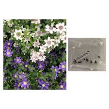 Clematis seeds how to grow. Clematis Vine Flower Plant Seeds Shopee Philippines