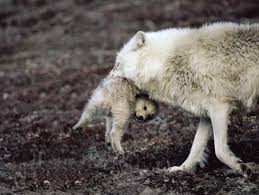 The arctic wolf (canis lupus arctos) is a gray wolf (canis lupus) subspecies. Title Arctic Wolves And Their Prey Mech