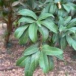 Image result for Lepisanthes senegalensis