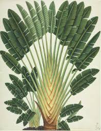 Travelers Palm Bird Of Paradise Modernizor Birds Of Paradise Flower Botanical Drawings Travellers Palm