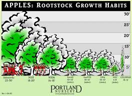 Willamette nurseries located in oregon's fertile willamette valley. Growing Fruit Trees At Portland Nursery And Garden Center