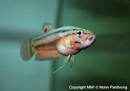 Contact betta macrostoma on messenger. Betta Macrostoma
