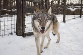They are usually shy and cautious the most common type of wolf is the gray wolf, or timber wolf. Wolves Attached Adult Wolves Miss Their Human Handler In Separation Similar To Dogs