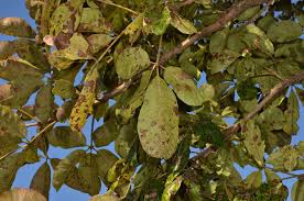 Image result for Vitex doniana