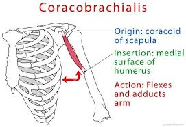 Shoulder Anatomy Coracobrachialis Show Up Fitness Personal Training Gym