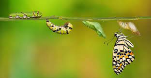 Mariposas Reproduccion Habitat Anatomia Y Caracteristicas