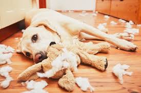 Image result for dogs destroy toys
