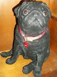 Black Pug Figure Statue Life Size Sandicast Mint Cond Realistic Finely Detailed Ebay Black Pug Pugs Life Size