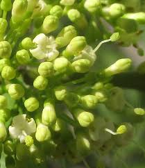 Image result for Psydrax livida