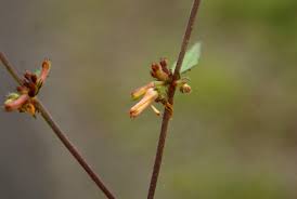 Image result for Triumfetta