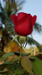 E Importante E A Rosa E Importante Rosa Beautiful Rose Flowers Beautiful Roses Beautiful Flowers Wallpapers