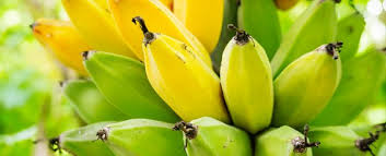Ripe And Unripe Bananas Have Different Health Benefits