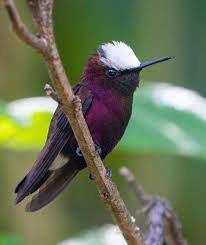 pin on naturaleza