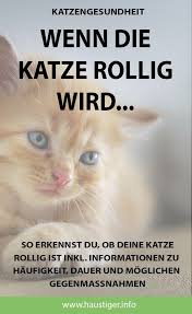 Der tierarzt des vertrauens gibt eine empfehlung über den richtigen. Katze Rollig Das Musst Du Jetzt Wissen Rolligkeit Katze Haustiger Katzen Junge Katzen Rollige Katze