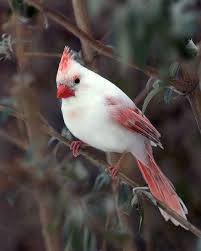 Baby Bird With No Feathers Albino Cardinal 3 Beautiful Birds Pretty Birds Animals Beautiful