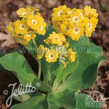 Image result for Primula x pubescens