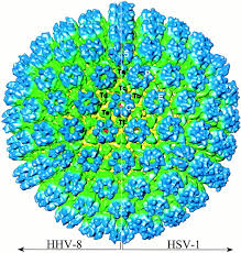 There is the genetic material inside of a capsid. Three Dimensional Structure Of The Human Herpesvirus 8 Capsid Journal Of Virology