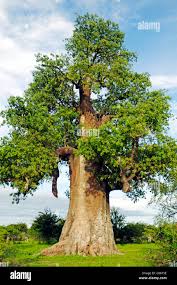 Image result for Adansonia digitata