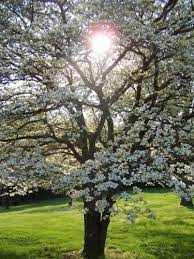 Dogwood trees (cornus spp.) are one of the quintessential flowering trees of spring. Dogwood Tree Facts Everything You Need To Know About Dogwoods