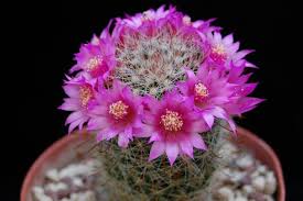 All'interno c'è anche una articolo acquistato: Piante Da Appartamento Grasse Verdi Con Fiori Come Prendersene Cura