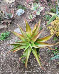 Image result for Aloe volkensii