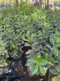 Image result for Grewia microcarpa