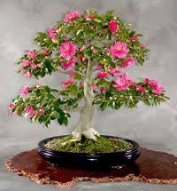 Camellia Bonsai Tree Camellia Sasanqua Bonsai Tree Bonsai Bonsai Art