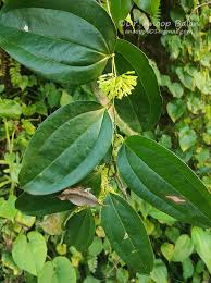 Image result for Smilax