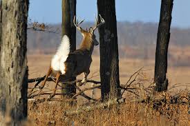 The deer blows when it detects danger at a distance. Plan B When You Ve Spooked A Buck
