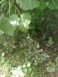 Image result for Obetia tenax