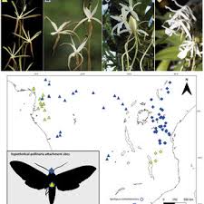 Image result for Summerhayesia zambesiaca