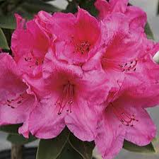 Anna Rose Whitney Rhododendron Rose Plant Care Azalea Shrub Deer Resistant Flowers