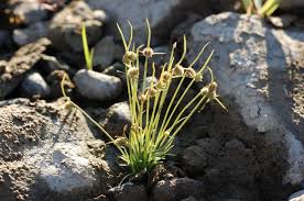 Image result for Lipocarpha