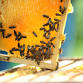Up-Close Apiary Bee Tour event in Jupiter, FL