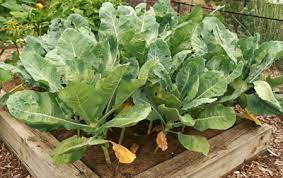After harvesting the main head, side shoots develop into smaller, harvestable heads. Romanesco Wisconsin Horticulture