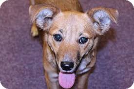 Feist Carolina Dog Mix Dog For Adoption In Lumberton North Carolina Samantha Dog Adoption Carolina Dog Dog Mixes