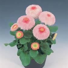 Image result for Bellis