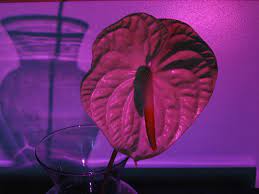 Such An Odd Looking But Pretty Flower The Anthurium Anthurium Pretty Flowers Parts Of A Flower