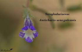 Image result for Anticharis senegalensis