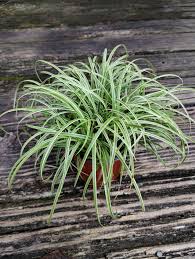 Image result for Carex