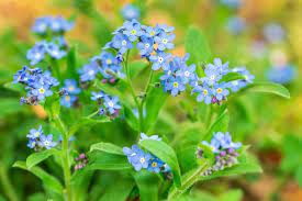 The name comes from the ancient greek μυοσωτίς mouse's ear, which the foliage is thought to resemble. Forget Me Not Flowers Types How To Grow And Care For Beginners Florgeous
