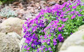 Use them in commercial designs under lifetime, perpetual & worldwide rights. Ask Domoney What Should I Plant On Top Of Stone Walls