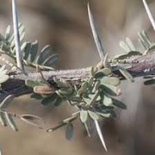 Image result for Acacia haematoxylon